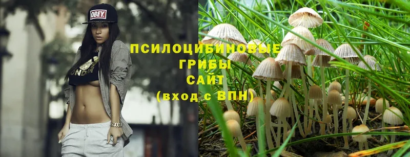 Галлюциногенные грибы Psilocybine cubensis  Новоуральск 